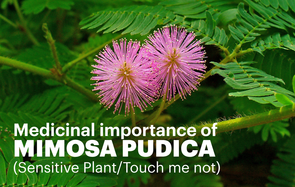 Medicinal importance of Mimosa Pudica