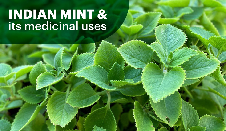 Indian Mint & its medicinal uses